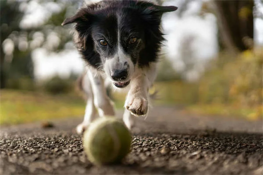 ドッグパークのマナー：愛犬と楽しく安全に過ごす7つの基本ルール