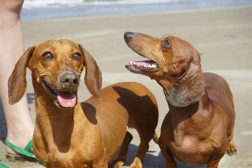 犬の怖がりを克服！自信をつけるトレーニング7つのステップ