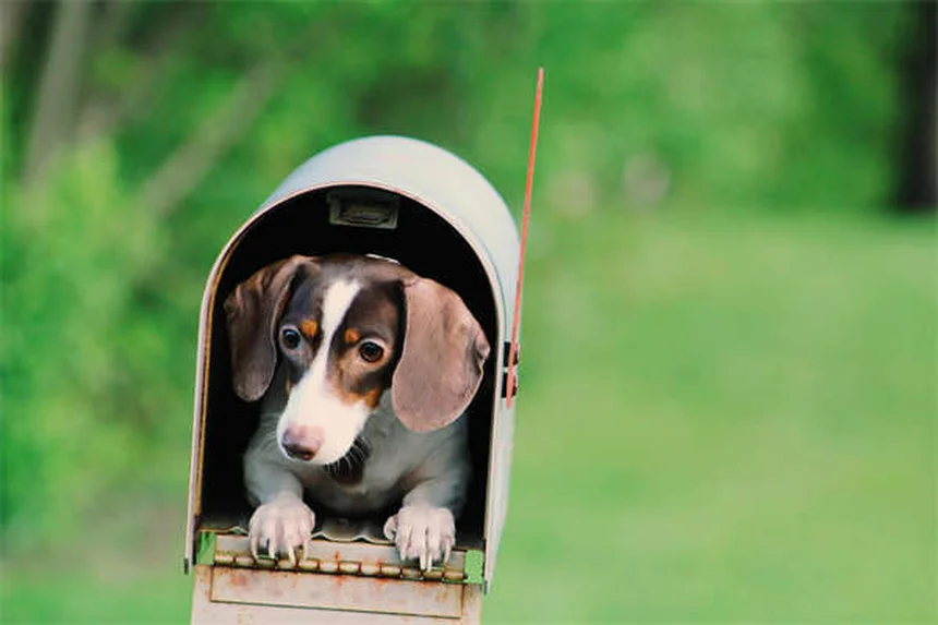 犬のいじめ行動を見分ける方法とやめさせる7つのステップ