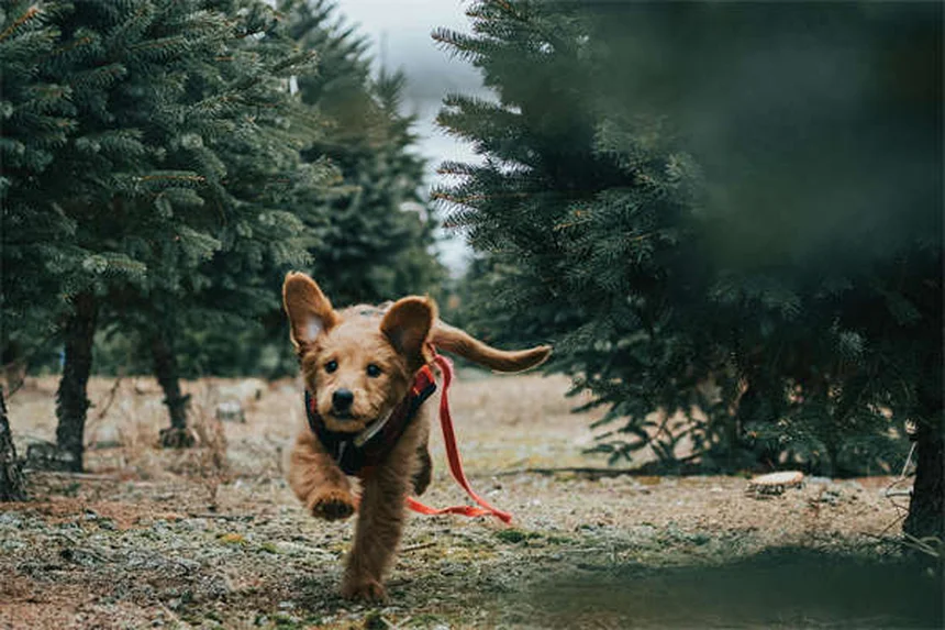 犬にダウン・ステイを教える方法｜愛犬がリラックスして学べる5つのステップ