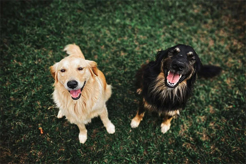 寒さに強い犬14選！雪国でも元気な犬種の特徴と飼育のコツ