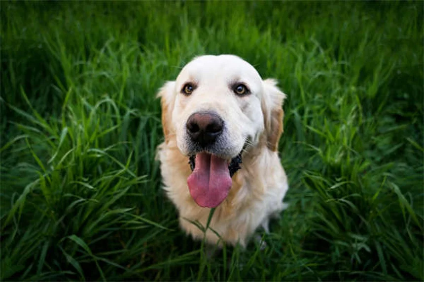 寒さに強い犬14選！雪国でも元気な犬種の特徴と飼育のコツ