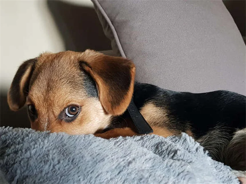犬の命を守る4つの基本トレーニング【おすわり・おいで・まて・離せ】