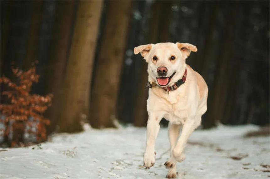 犬のうんちの回数はどれくらいが普通？子犬・成犬・老犬の目安と健康サイン