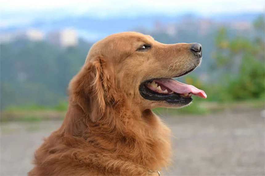犬猫に薬を飲ませるコツ：食べ物に混ぜる方法からピルガンまで