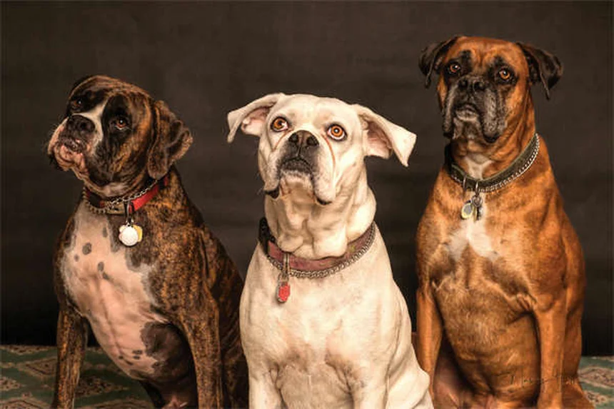 犬が足を舐める・噛む5つの理由と対処法｜獣医師が解説