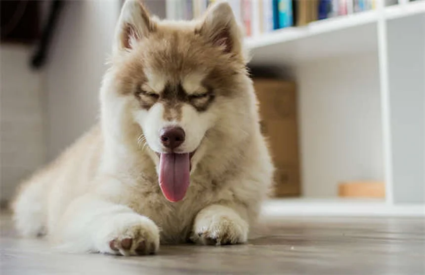 犬が足を舐める・噛む5つの理由と対処法｜獣医師が解説