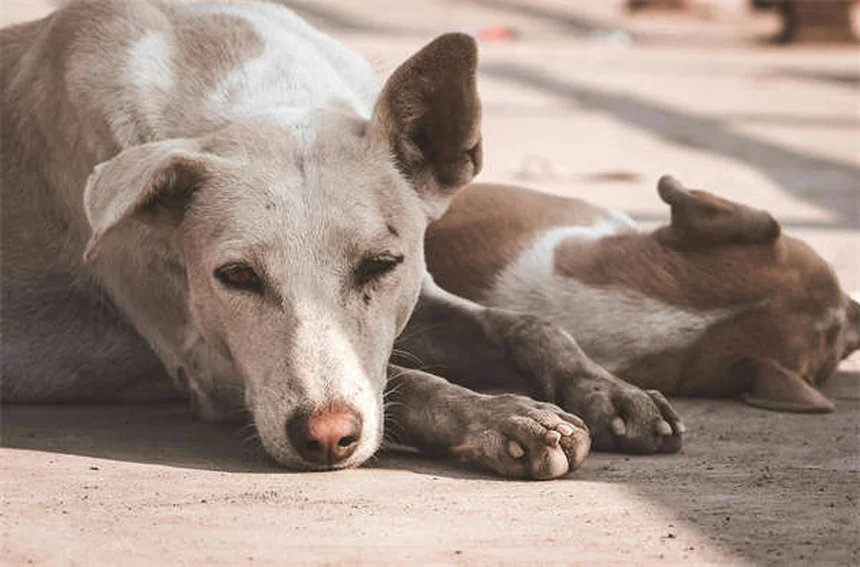 犬にティーツリーオイルは危険！安全な使い方と中毒症状の見分け方