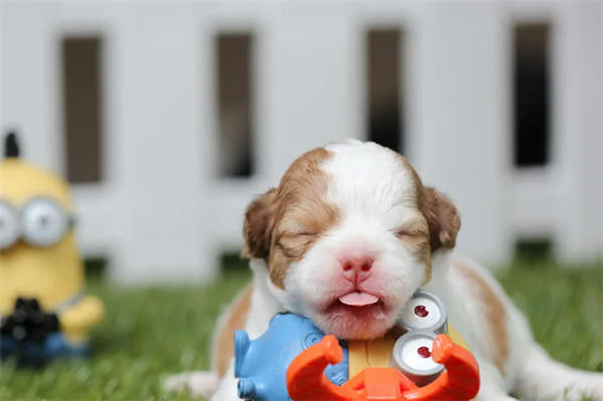 アメリカで人気の犬種ランキングTOP10！あなたにぴったりの犬は？