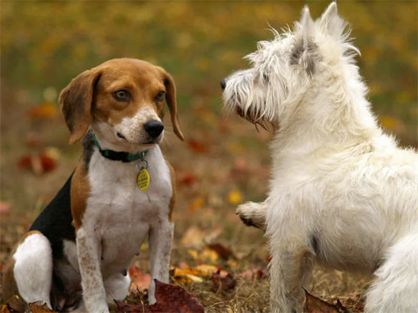 特定犬種規制（BSL）の問題点とは？ピットブル規制の現状と飼い主責任法の重要性