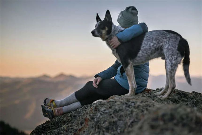 犬の歯茎が白いのは危険信号？原因とすぐに取るべき行動