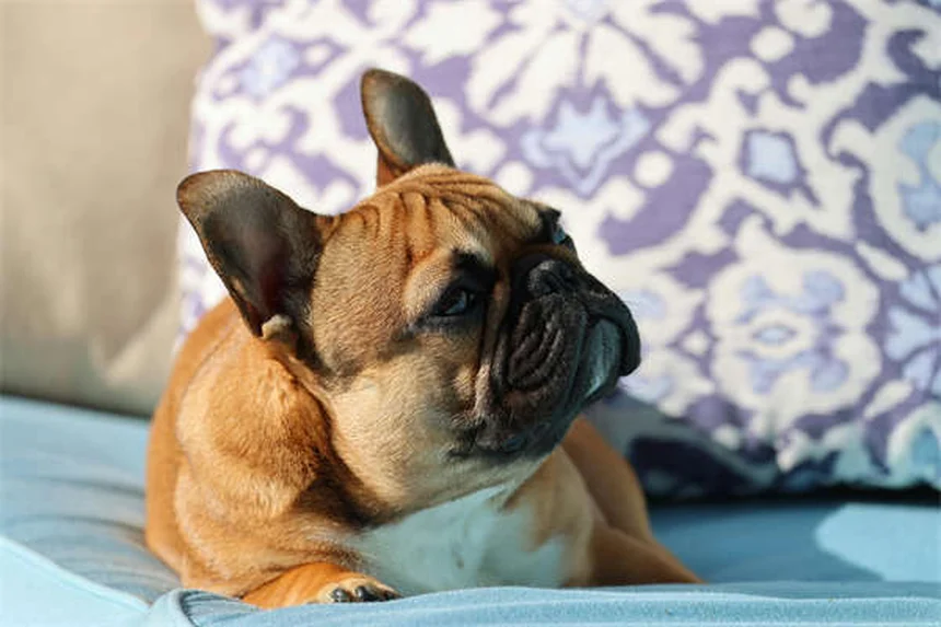 子犬の嘔吐と下痢の原因と対処法｜緊急受診の目安も解説