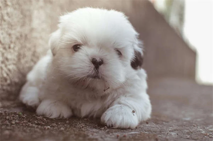 犬が興奮しておしっこする理由と解決法｜5つのステップで完全克服