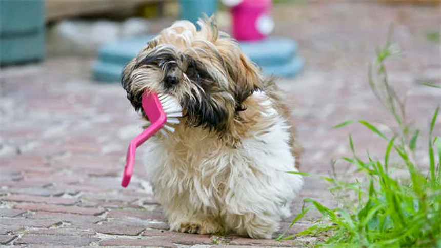 犬の吐き気：愛犬が気持ち悪そうな時に飼い主がすべきこと