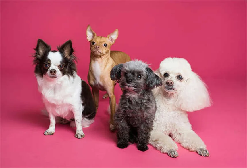 犬のダンス始め方とコツ｜初心者でもできる3ステップ