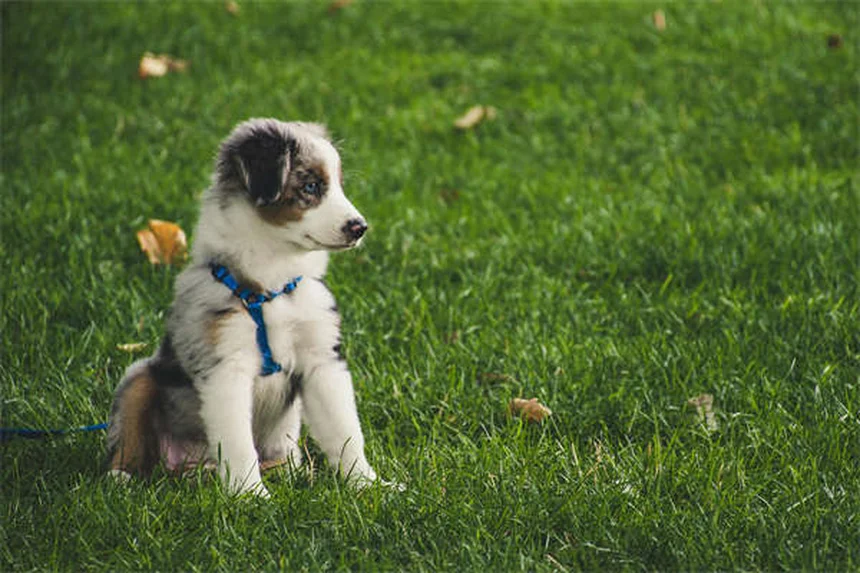 犬のダンス始め方とコツ｜初心者でもできる3ステップ