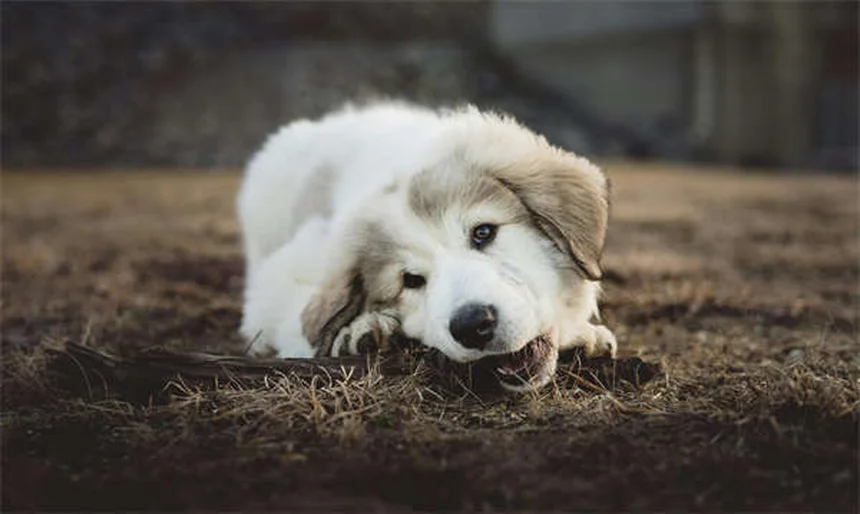 【獣医師監修】夏の犬の散歩は要注意！熱中症・肉球火傷を防ぐ8つのコツ
