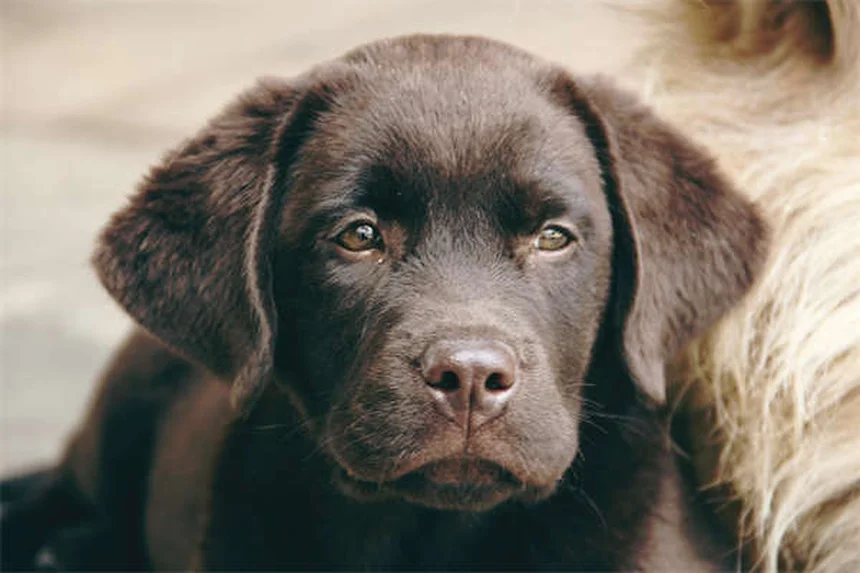犬にメラトニンを与えても大丈夫？安全な使い方と効果を徹底解説
