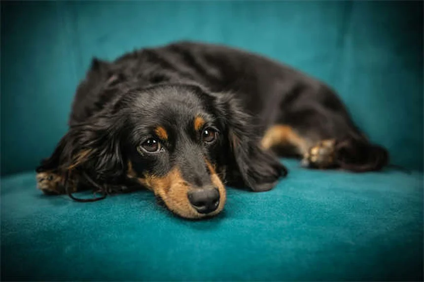犬にメラトニンを与えても大丈夫？安全な使い方と効果を徹底解説