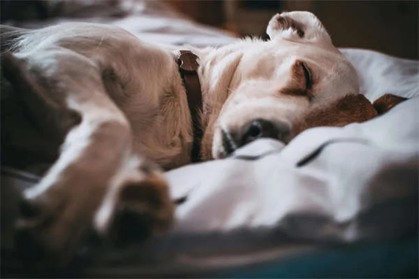 犬の幸せサイン13選｜しっぽだけじゃない！正しい見分け方と誤解を徹底解説