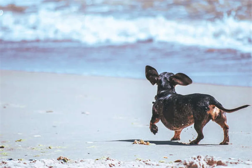 犬の幸せサイン13選｜しっぽだけじゃない！正しい見分け方と誤解を徹底解説