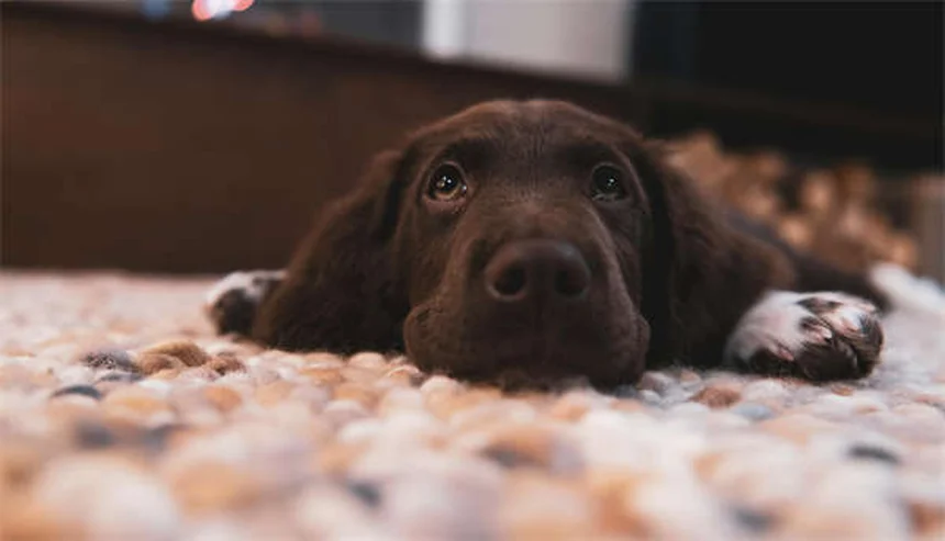 ライム病の犬の迎え方と世話の完全ガイド