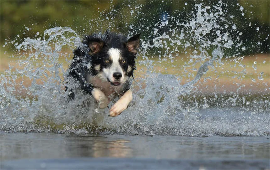 ライム病の犬の迎え方と世話の完全ガイド
