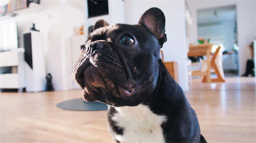 ライム病の犬の迎え方と世話の完全ガイド