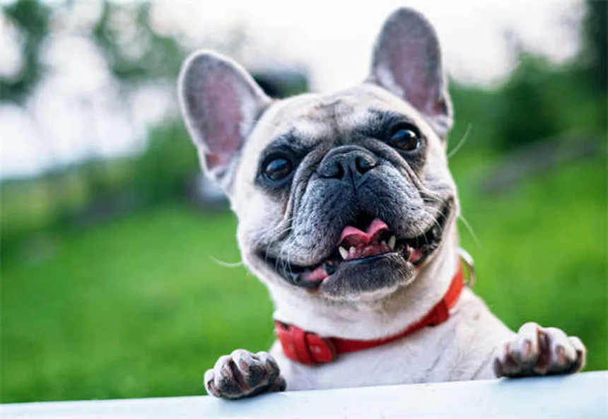 犬がドッグパークを嫌いな理由5つと愛犬に合った楽しい過ごし方