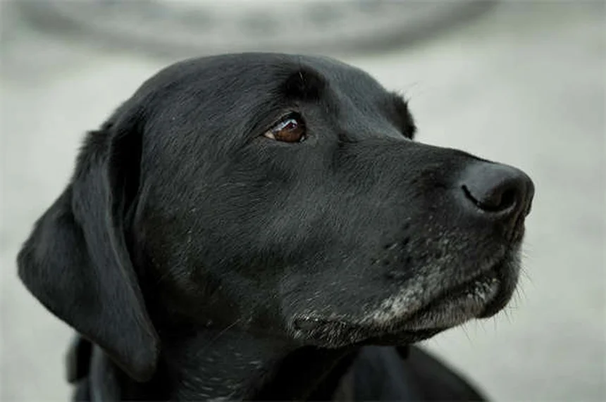 犬がドッグパークを嫌いな理由5つと愛犬に合った楽しい過ごし方