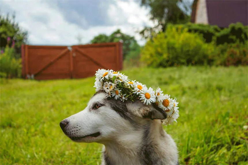 【獣医師監修】子犬の不安、新しい環境でするべき4つのこと