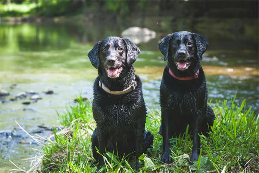 【獣医師監修】子犬の不安、新しい環境でするべき4つのこと
