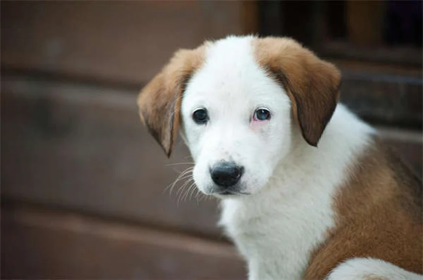 テラマイシン眼膏の副作用と効果を犬猫の飼い主が知っておくべきこと