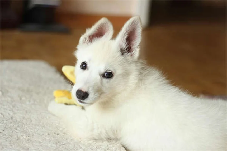 都会で忙しいあなたへ！愛犬の運動不足を解消する5つの実践的方法