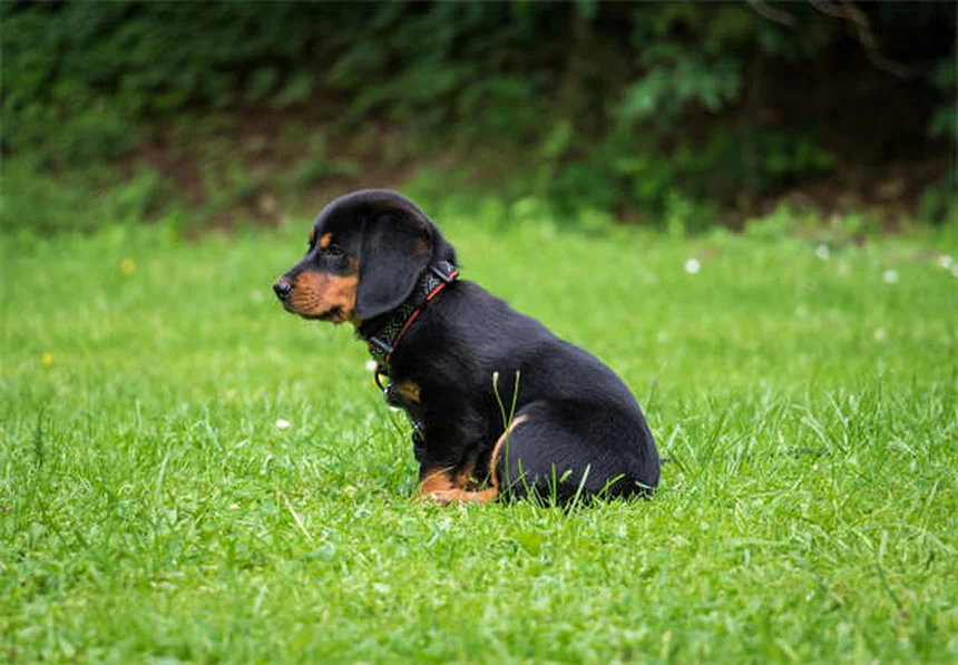 トリマーが教える！愛犬のトリミングを成功させる6つの秘訣
