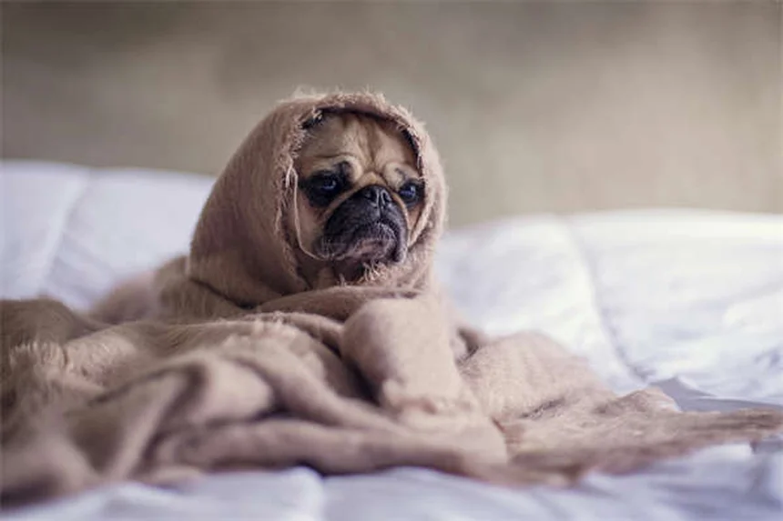 ピットブルは危険な犬種？知っておきたい7つの真実と誤解