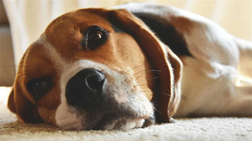 犬が家族の一員かどうか見分ける10のサイン